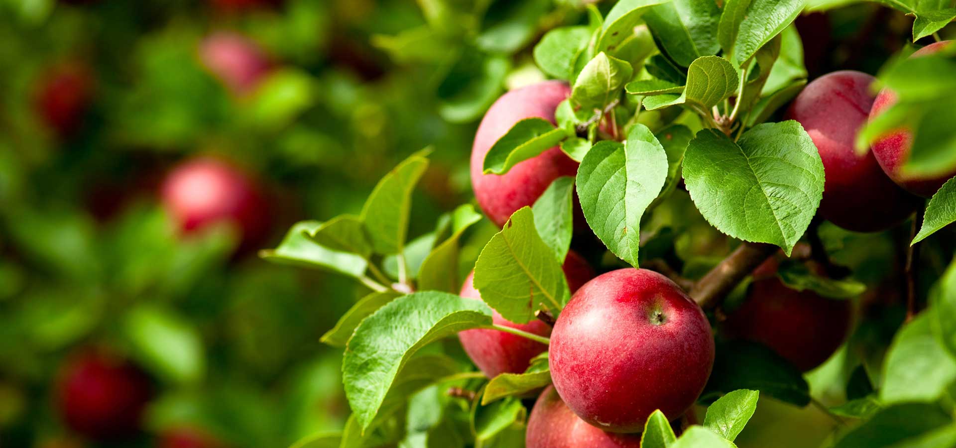 Ecogrape - Organic & Biodynamic Viticulture and Horticulture