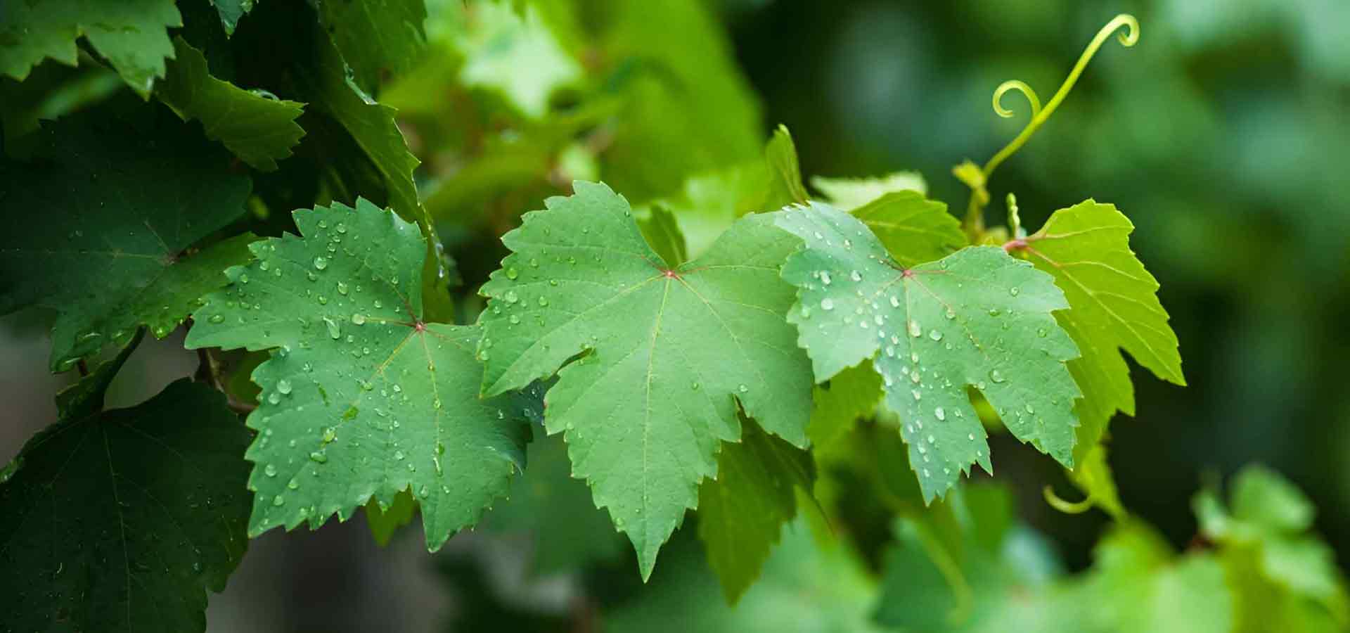 EcograpeEcogrape - Organic & Biodynamic Viticulture and Horticulture