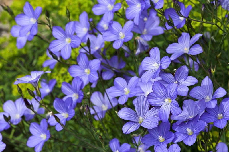 Agrohomeopathy plant health
