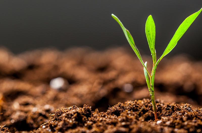 Order Agrohomeopthy